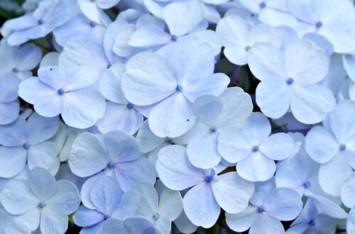 Fem klassiske halskæder, du aldrig bliver træt af