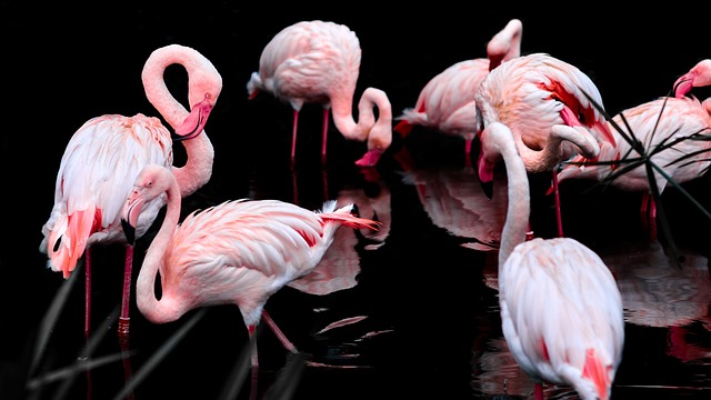 Flamingoskæring for begyndere: En guide til at komme i gang med denne unikke kunstform