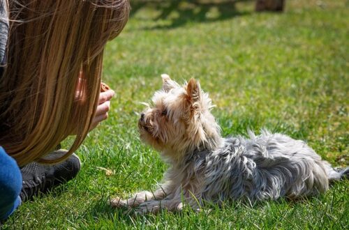 Hundefløjten som træningsredskab: Sådan forbedrer du din hunds lydighed