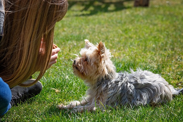 Hundefløjten som træningsredskab: Sådan forbedrer du din hunds lydighed