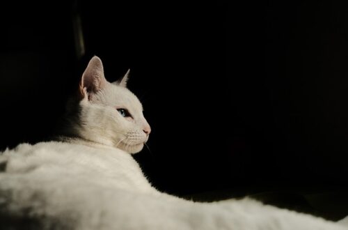 Katzenbäder – wann sind sie wirklich notwendig?