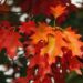 Løvrive vs. løvsuger: Hvad er bedst til at fjerne efterårets blade?