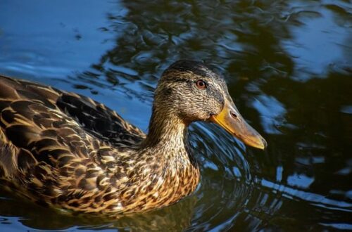 Sådan knækker du koden: 10 tips til at løse krydsord hurtigere